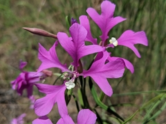 Clarkia pulchella