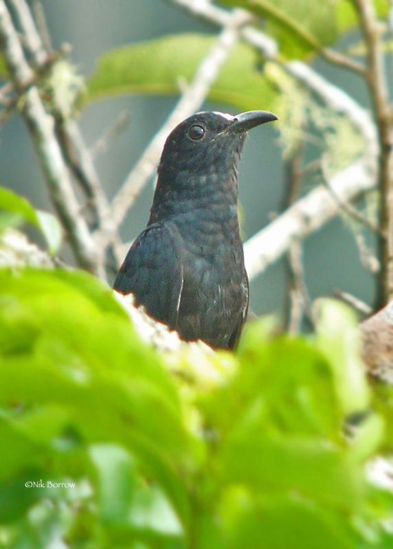 White-crowned Cuckoo photo