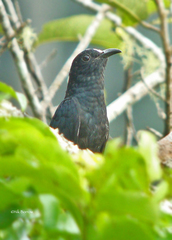 Cacomantis leucolophus