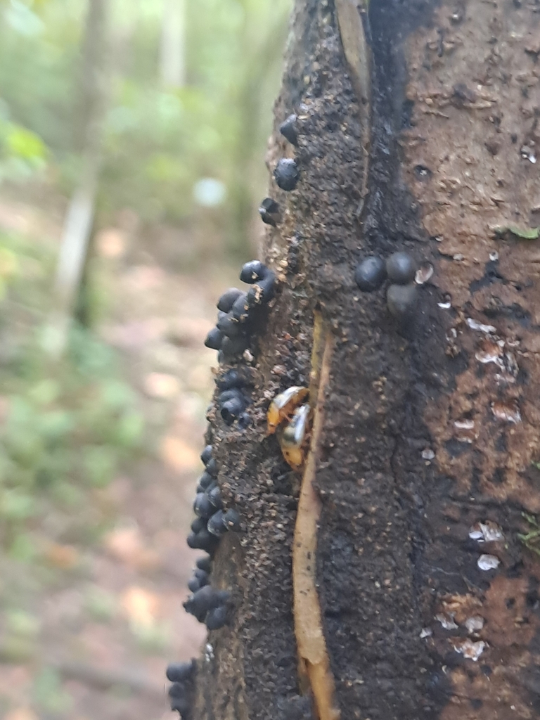 Mycotretus fasciolatus