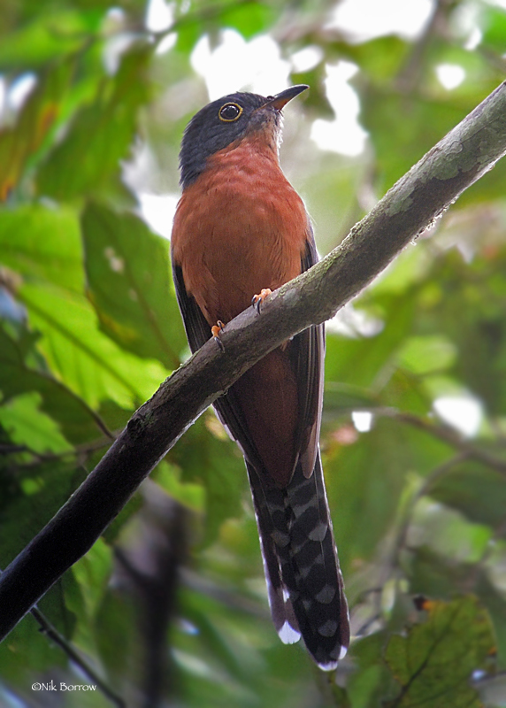 Chestnut-breasted Cuckoo photo