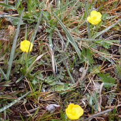Ranunculus pedatifidus affinis