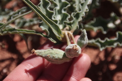 Asclepias macrosperma