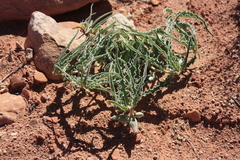 Asclepias macrosperma
