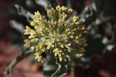 Asclepias macrosperma