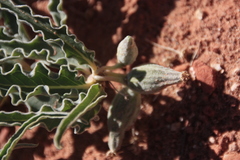 Asclepias macrosperma