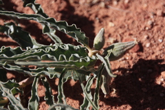 Asclepias macrosperma