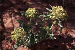 Asclepias macrosperma