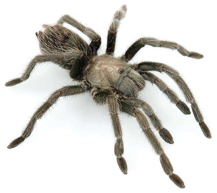 Aphonopelma prenticei