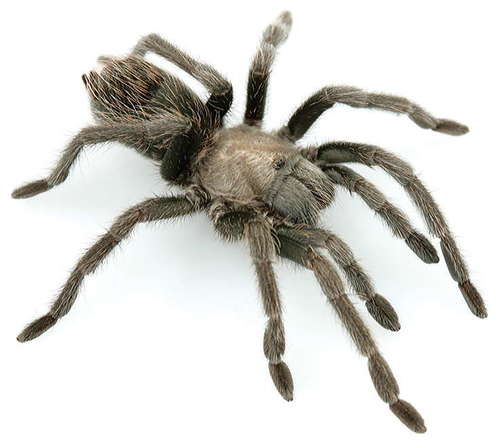 Aphonopelma prenticei