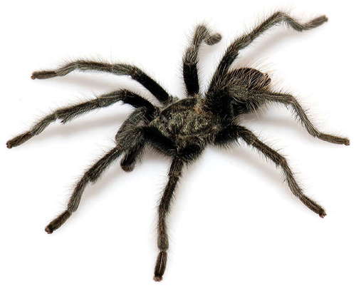 Aphonopelma prenticei
