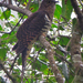 Barred Long-tailed Cuckoo - Photo (c) Nik Borrow, some rights reserved (CC BY-NC)