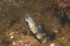 Lesser Moray photo 3