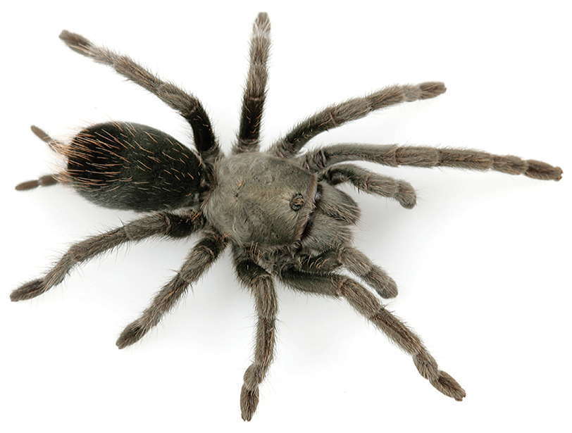 Aphonopelma saguaro
