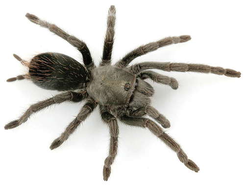 Aphonopelma saguaro · iNaturalist