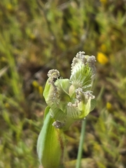 Ferraria ferrariola