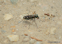 Cosmodela intermedia