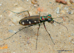 Cosmodela intermedia