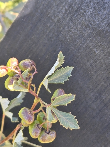 Image of Searsia dissecta by (c) Jo Roberts, some rights reserved (CC BY)
