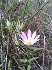 Sabatia dodecandra foliosa