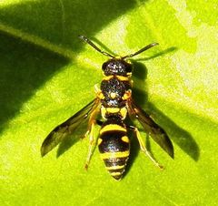 Parancistrocerus pedestris