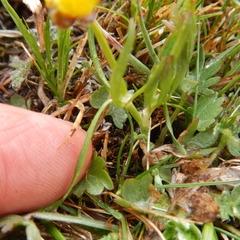 Ranunculus pedatifidus affinis