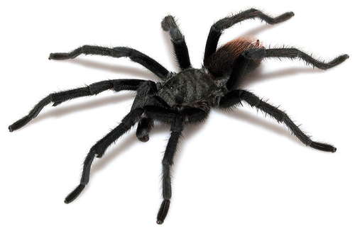 Tucson Bronze Tarantula