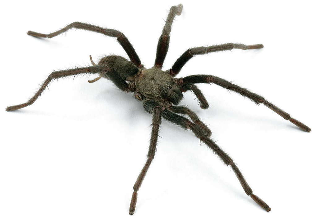 Cahuilla Ebony Tarantula (Checklist of Spiders of San Diego County