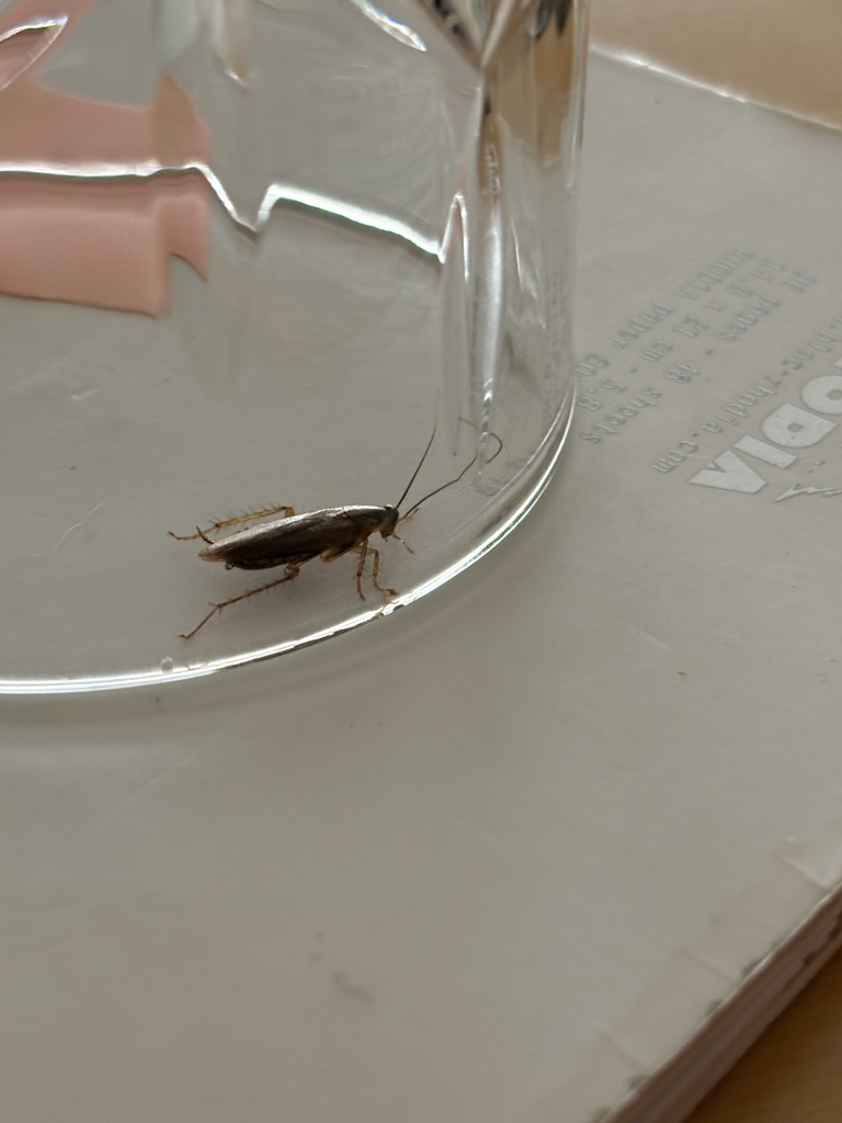 German cockroach (Blattella germanica)