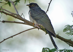 Cuculus solitarius