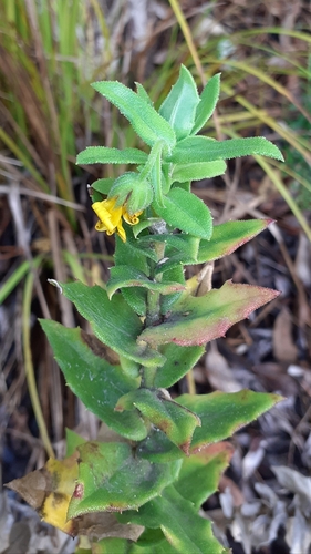 Image of Osteospermum ilicifolium by (c) bogsuckers, some rights reserved (CC BY)