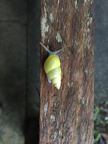 Sulfur Cone