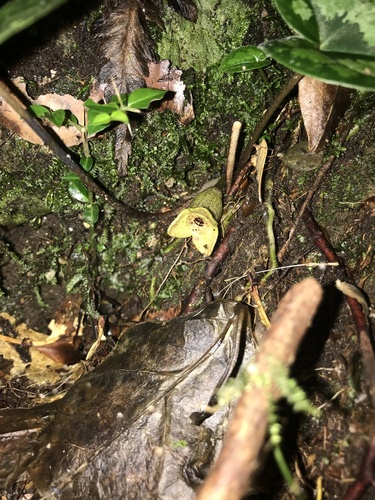 Asarum trigynum iNat (2)