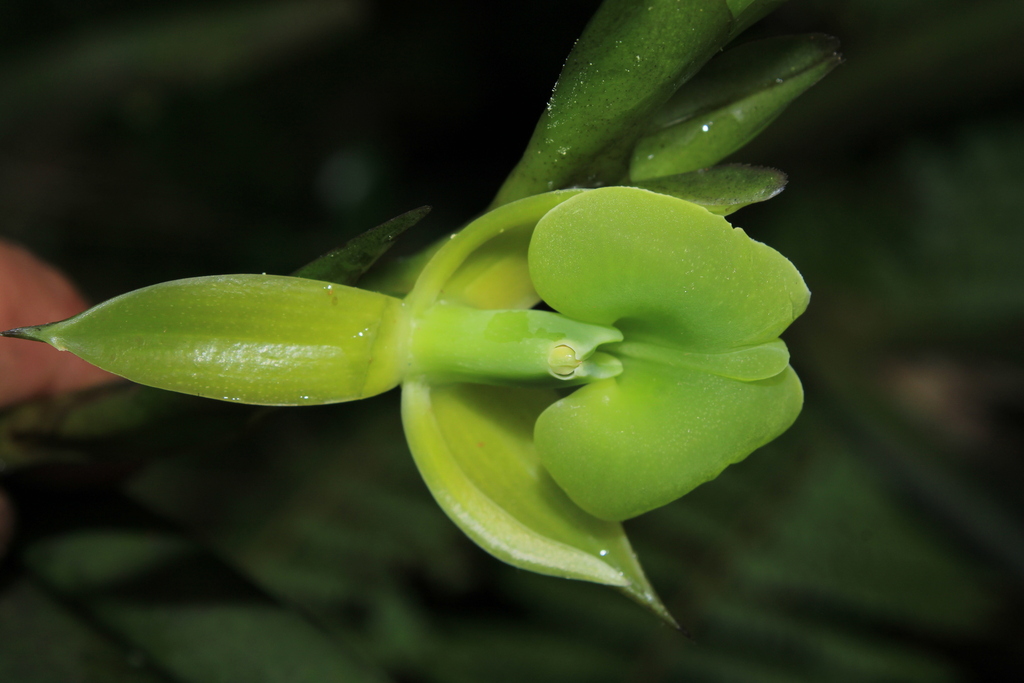 Epidendrum villotae Hágsater & Dodson