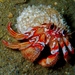 Armed Hermit Crab - Photo (c) canaryrockfish, some rights reserved (CC BY-NC), uploaded by canaryrockfish