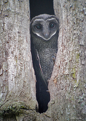 Tyto tenebricosa arfaki