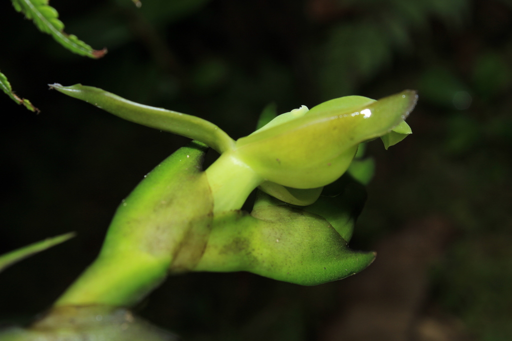 Epidendrum villotae Hágsater & Dodson 2