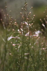 Penstemon ambiguus