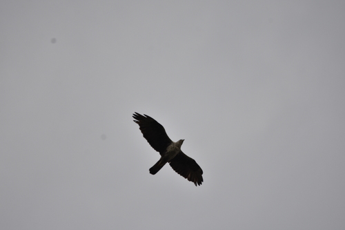 Águila perdicera (Aquila fasciata)