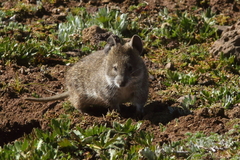 Black-Clawed Brush-Furred Rat photo 2