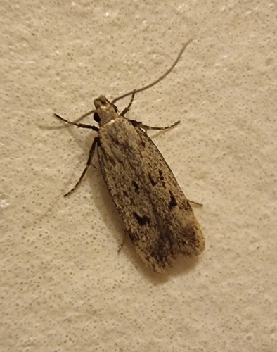 Gelechia rhombelliformis