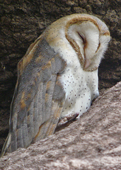 Tyto alba poensis