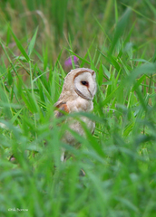 Tyto alba poensis