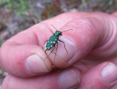 Cicindela patruela