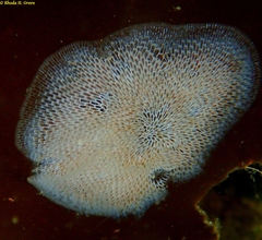Membranipora