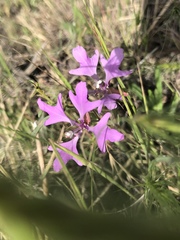 Clarkia pulchella