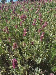 Salvia pachyphylla