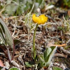 Ranunculus pedatifidus