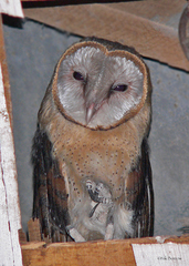 Tyto alba poensis