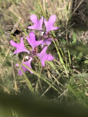 Clarkia pulchella